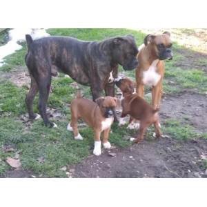 very-loving-playful-and-such-a-smart-boxer-puppies-big-0