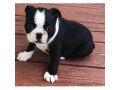 boston-terrier-puppies-for-adoption-small-0