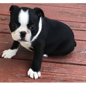 boston-terrier-puppies-for-adoption-big-0