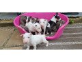 english-bullterrier-pups-for-sale-small-0