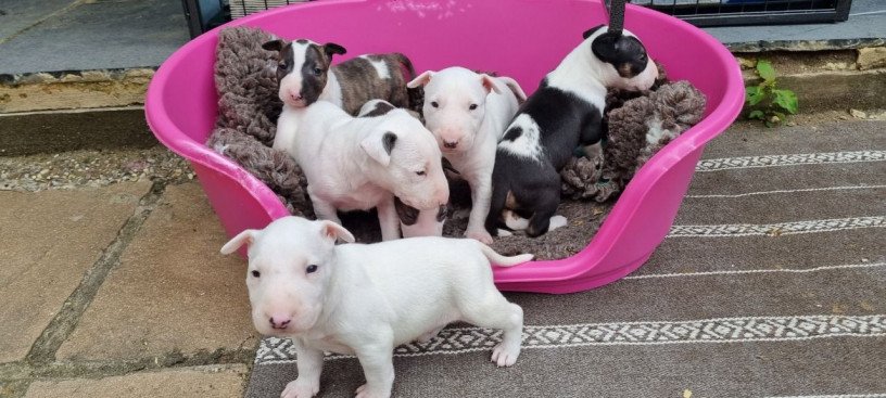 english-bullterrier-pups-for-sale-big-0