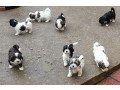 beautiful-havanese-puppies-small-0