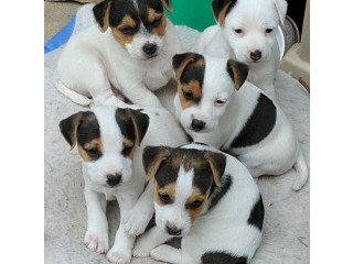 Cracking Little Jack Russell , Ready Soon.