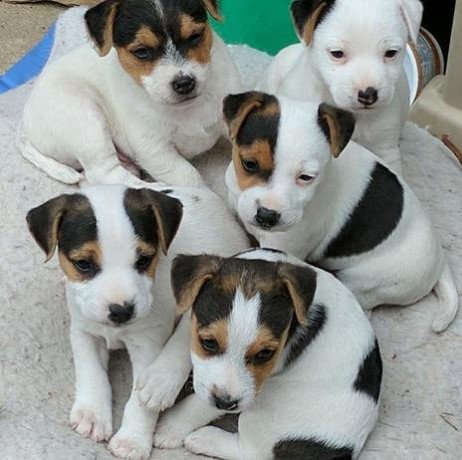 cracking-little-jack-russell-ready-soon-big-0
