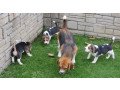 champion-beagle-puppies-small-0