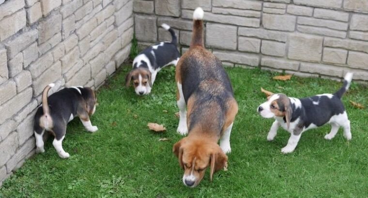 champion-beagle-puppies-big-0