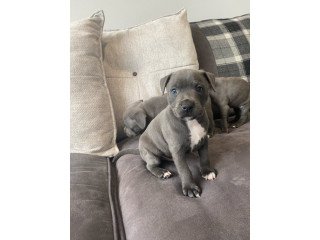Blue Staffordshire Bull Terrier Pup Kc Reg