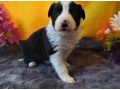 beautiful-border-collie-puppies-small-0