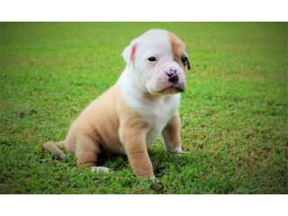American bulldog puppy for sale.