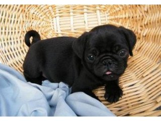 Top Quality Black Pug Puppies Available