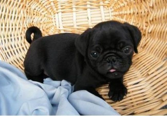 top-quality-black-pug-puppies-available-big-0