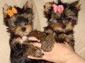 beautiful-purebred-yorkie-puppies-small-0