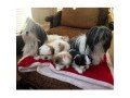 we-got-amazing-shih-tzu-puppies-at-the-ready-small-0