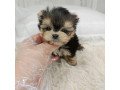 teacup-yorkie-puppies-for-sale-small-1