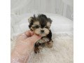 teacup-yorkie-puppies-for-sale-small-0