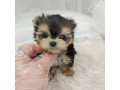 teacup-yorkie-puppies-for-sale-small-2
