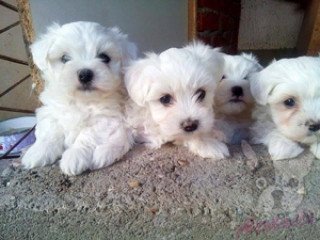 Quality Kc Registered Maltese Pups