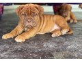 stunning-dogue-de-bordeaux-puppies-small-0