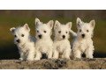 excellent-west-highland-terrier-puppies-small-0