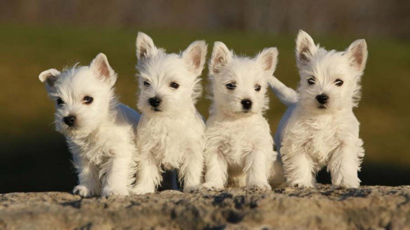 excellent-west-highland-terrier-puppies-big-0