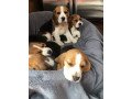 beautiful-beagle-puppies-small-0