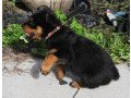 pedigree-rottweiler-puppies-small-0
