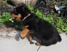 pedigree-rottweiler-puppies-big-0