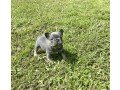 well-trained-french-bulldog-puppies-small-0