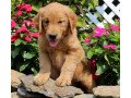 golden-retriever-puppies-for-sale-small-0