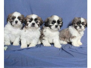 Shih tzu puppies  for sale