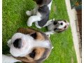 pedigree-line-sun-shine-gorgeous-championship-beagle-pupies-ready-for-new-home-small-1