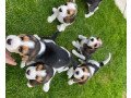 pedigree-line-sun-shine-gorgeous-championship-beagle-pupies-ready-for-new-home-small-3