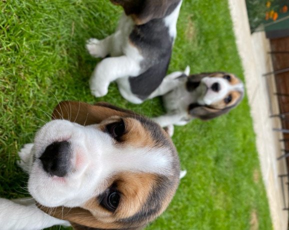 pedigree-line-sun-shine-gorgeous-championship-beagle-pupies-ready-for-new-home-big-1