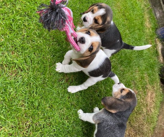 pedigree-line-sun-shine-gorgeous-championship-beagle-pupies-ready-for-new-home-big-0
