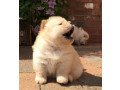 stunning-home-trained-chow-chow-puppies-ready-for-new-home-small-2