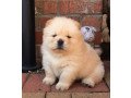 stunning-home-trained-chow-chow-puppies-ready-for-new-home-small-3
