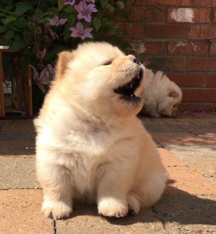 stunning-home-trained-chow-chow-puppies-ready-for-new-home-big-2