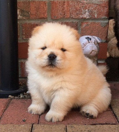 stunning-home-trained-chow-chow-puppies-ready-for-new-home-big-3