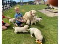 beautiful-males-and-females-golden-retriever-puppies-avail-small-0