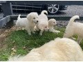 beautiful-males-and-females-golden-retriever-puppies-avail-small-4