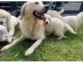 beautiful-males-and-females-golden-retriever-puppies-avail-small-2