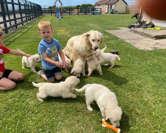 beautiful-males-and-females-golden-retriever-puppies-avail-big-0