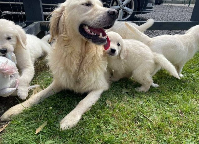 beautiful-males-and-females-golden-retriever-puppies-avail-big-2