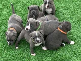 Loving blue Blue Staffordshire Bull Terrier puppies for sale