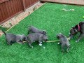 champion-blue-loving-boys-and-girls-staffordshire-bull-terrier-puppies-for-sale-small-0