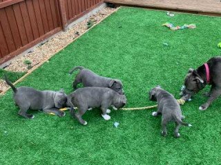Champion blue loving boys and girls Staffordshire Bull Terrier Puppies for sale