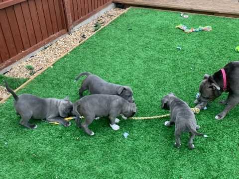 champion-blue-loving-boys-and-girls-staffordshire-bull-terrier-puppies-for-sale-big-0