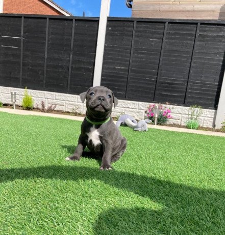 champion-blue-loving-boys-and-girls-staffordshire-bull-terrier-puppies-for-sale-big-2