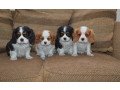 adorable-cavalier-king-charles-spaniel-puppies-looking-for-new-forever-home-small-0