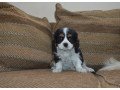 adorable-cavalier-king-charles-spaniel-puppies-looking-for-new-forever-home-small-1